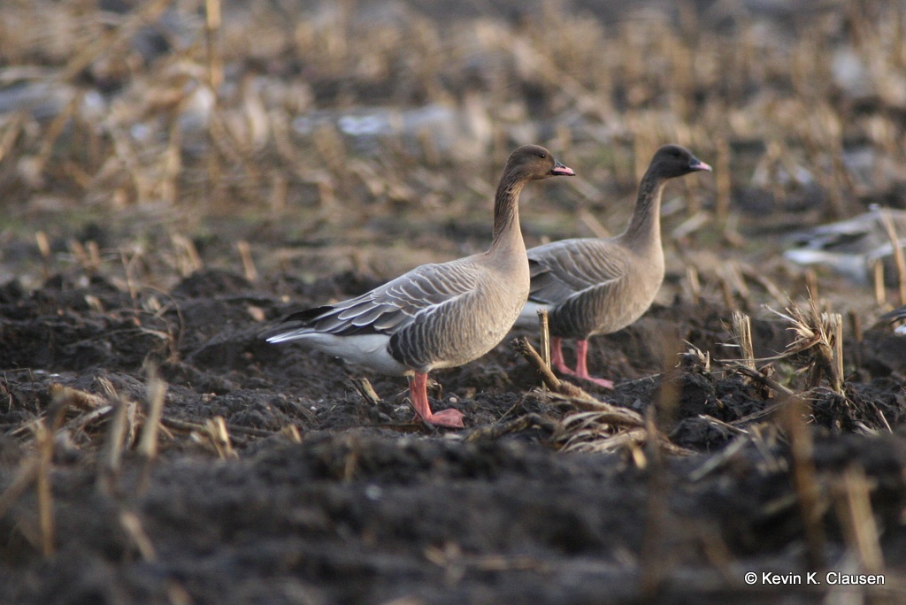 Pink-footed geese in ploughed field. Photo by Kevin Clausen