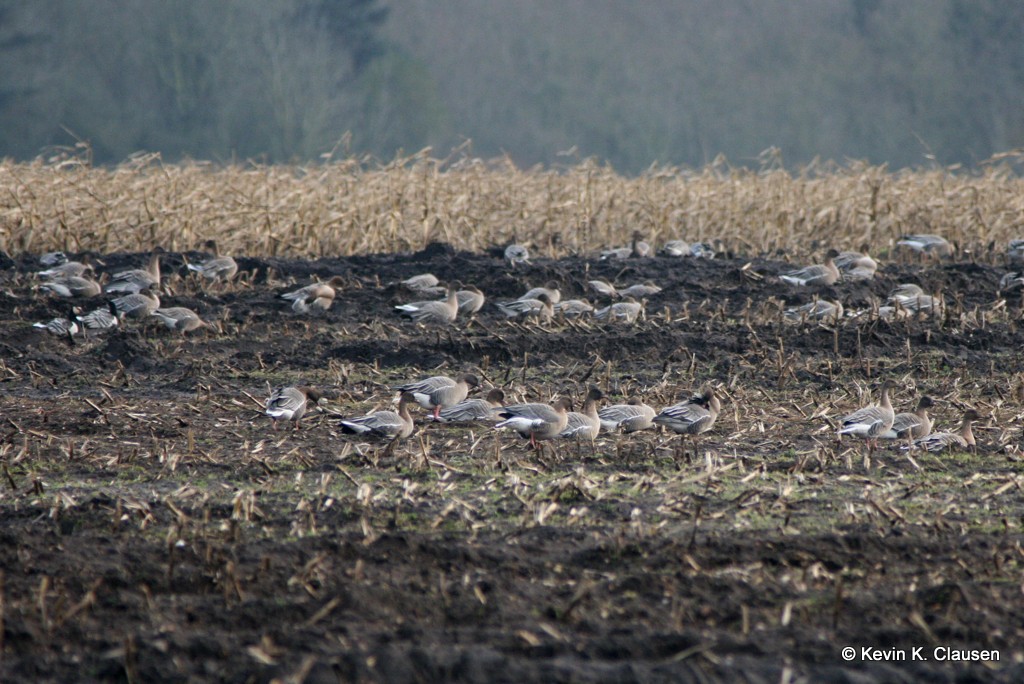 Pink-footed Geese in maize stubble field. Photo by: Kevin Clausen