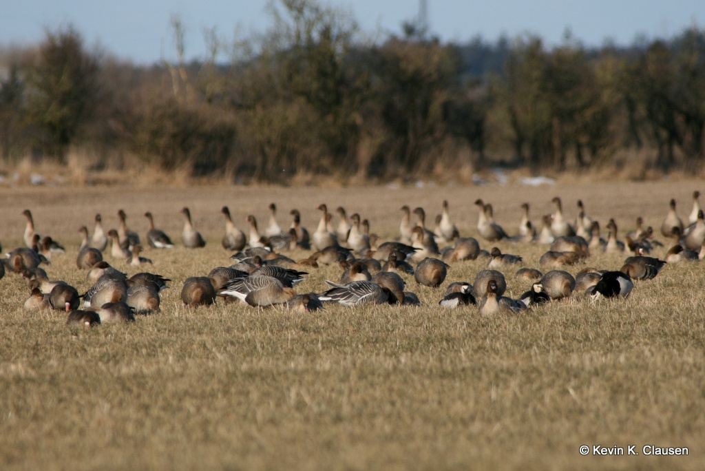 Foraging geese. Photo by: Kevin Clausen