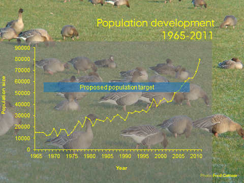 Pink-footed goose population development and target graph.