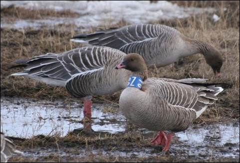 Pink-footed geese grubbing for rhizomes on arctic tundra Svalbard, Norway. Photo by: Morten Bjerrang