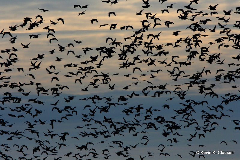 Silhouette of pink-footed goose flock in flight