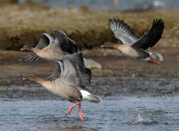 Pink-footed geese taking off