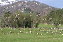 Pink-footed geese on grassland, central Norway