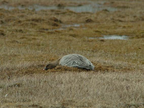 Pink-footed goose sitting on nest, Svalbard, Norway.