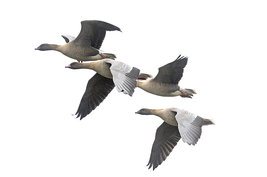 Pink-footed geese in flight