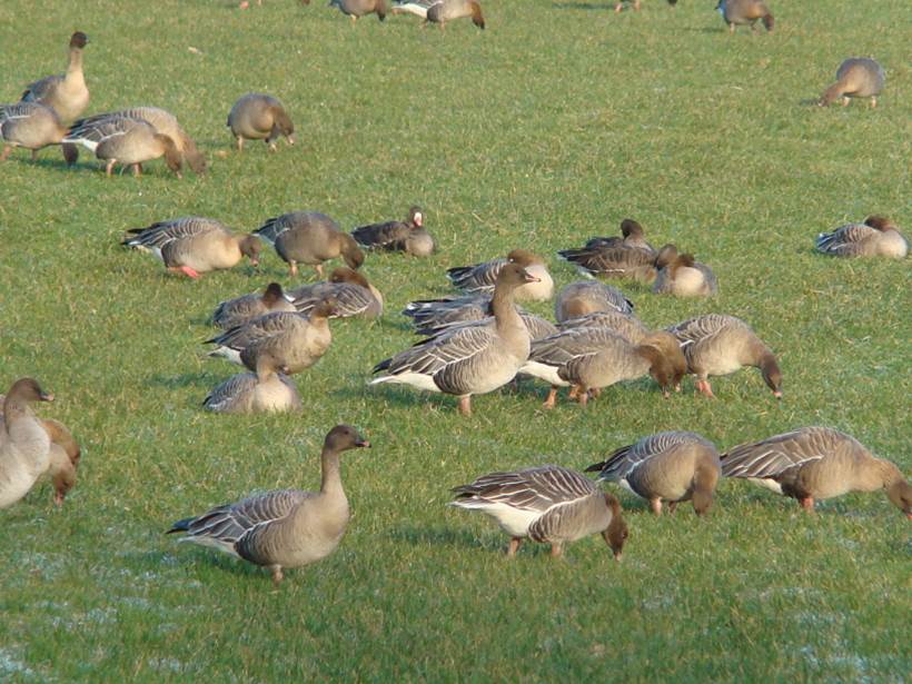 Foraging pink-footed geese in grassland