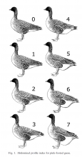 Abdominal profile index for pink-footed geese (Madsen & Klaassen 2006)
