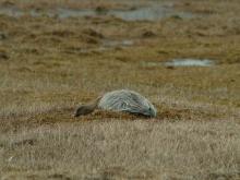 Pink-footed goose sitting on nest, Svalbard, Norway.