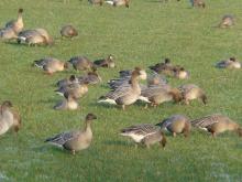 Foraging pink-footed geese in grassland