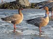 Pink-footed goose with neck band