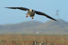 Pink-footed goose flying in