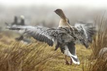 Pink-footed goose take-off